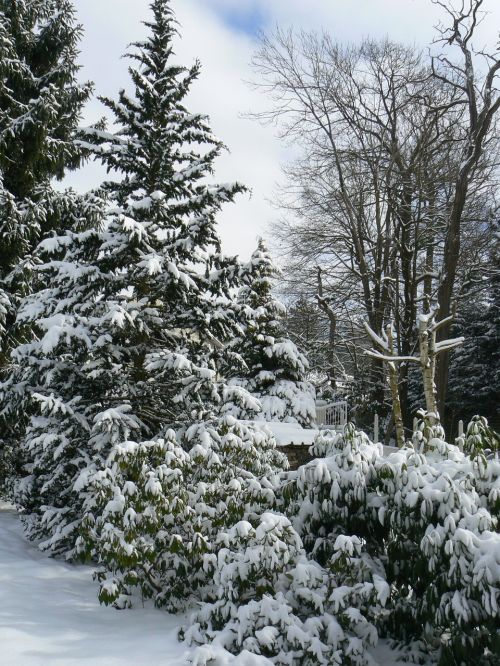 pine tree conifer