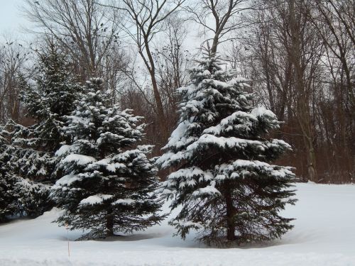 pine trees winter