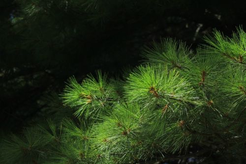 pine needles nature