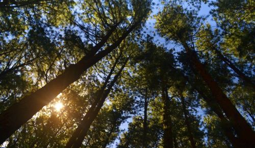 pine forest sunlight