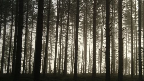 pine pine forest morning