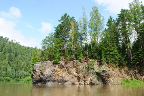 pine forest nature