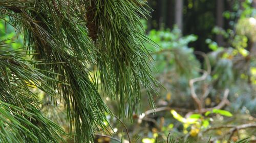 pine spruce pine cone