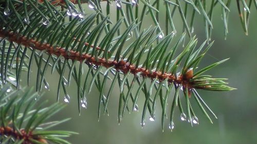pine branch needle drop of freshness