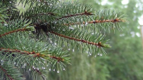 pine branch needle drop of freshness