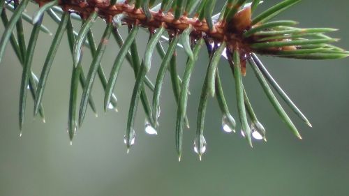 pine branch needle drop of freshness