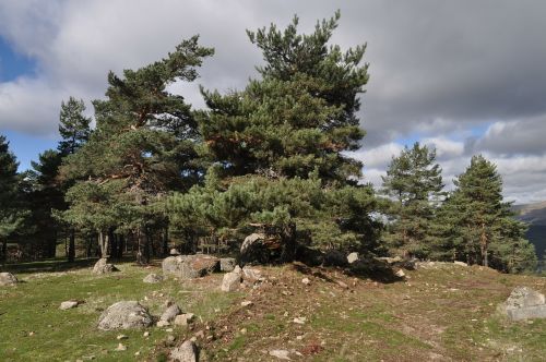 pine nature tree