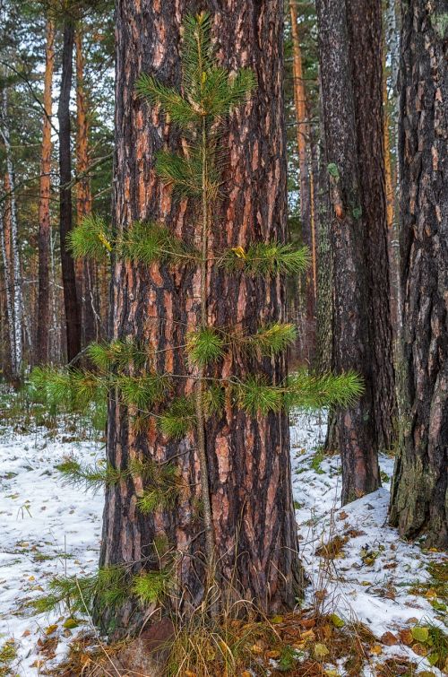 pine autumn snow