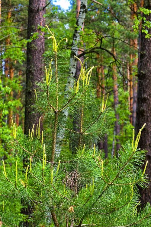 pine spring nature