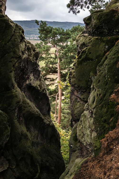 pine rock crevice