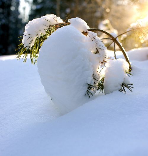 pine winter snow