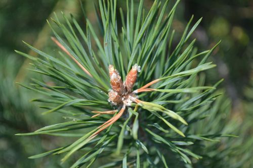 pine pine tree green bush