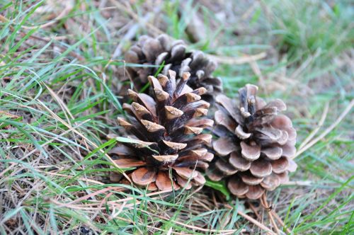 pine cones nature