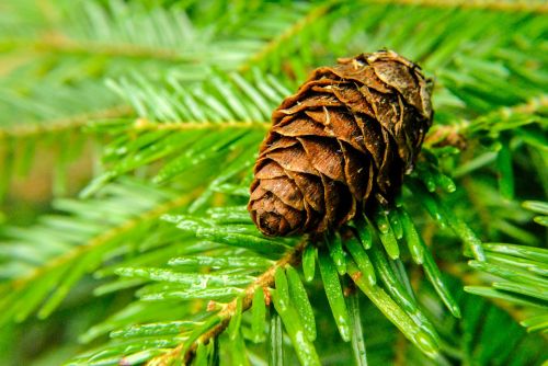pine pine cone needles