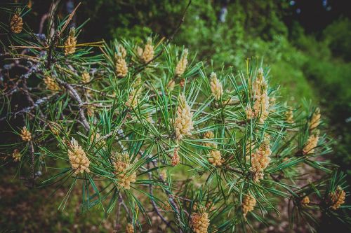 pine needles spruce