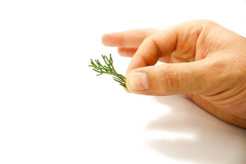 pine hand nature
