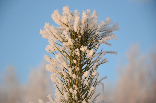 pine tip christmas tree