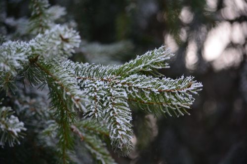pine frost cold