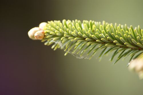 pine green evergreen