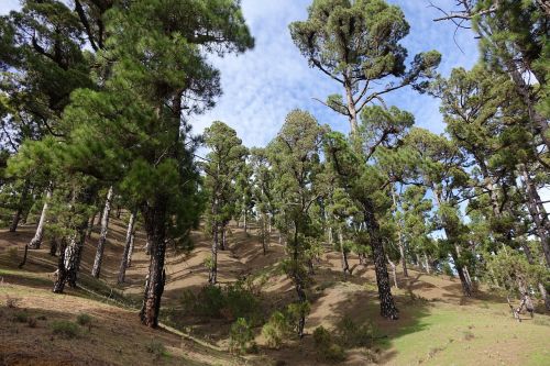 pine pine grove green nature