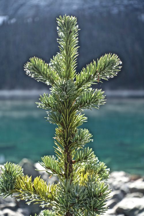 pine branch tree
