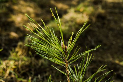 pine nature tree