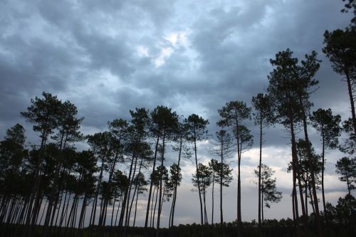 pine storm sky