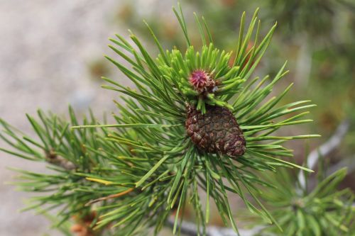 pine tree bud