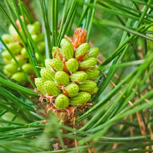 pine pinus two needles