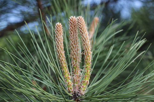 pine needles plant