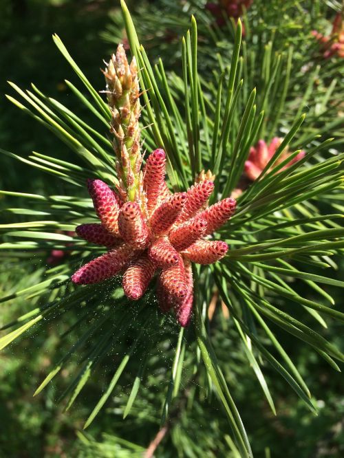 pine cone evergreen tree