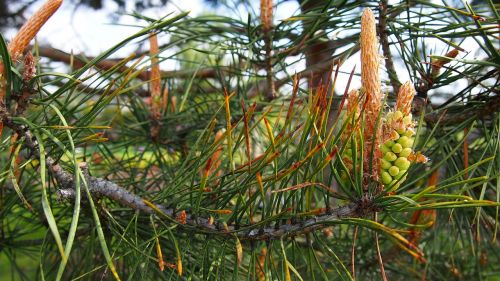 pine pine cone development