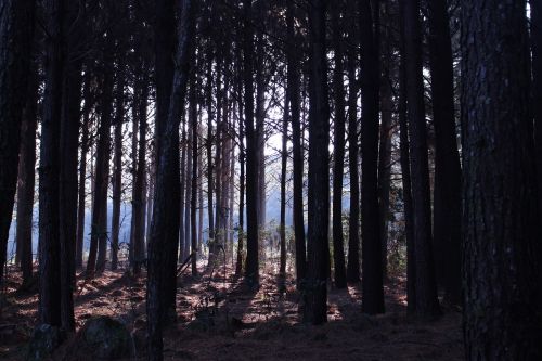 pine landscape nature