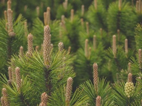 pine conifer nature