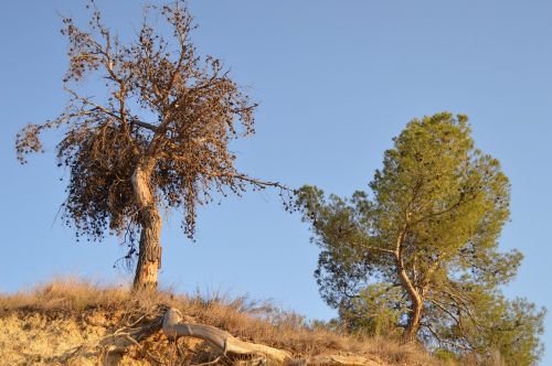 pine contrast dry tree