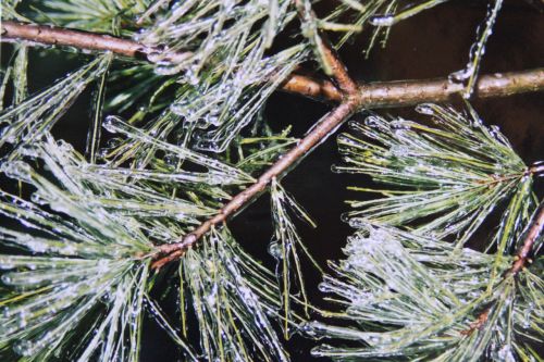 pine pine needles ice tank
