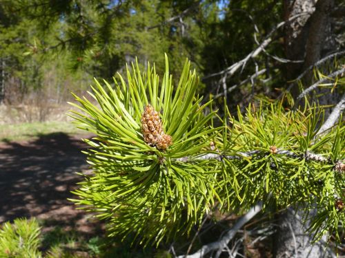 pine pinecone conifer