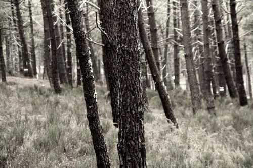 pine trees bark