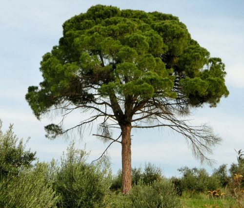 pine conifer tree