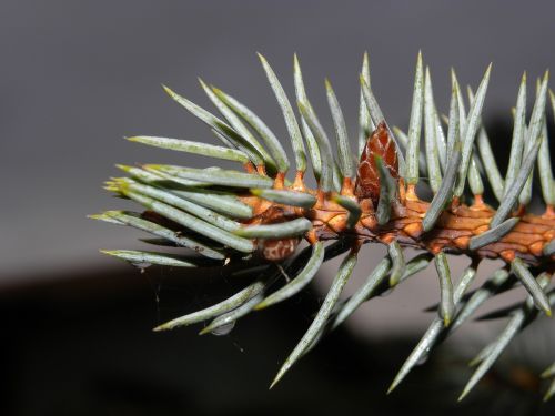 pine macro nature