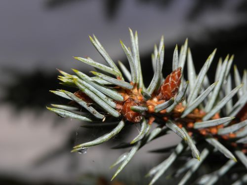 pine macro nature