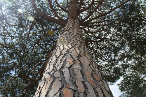 pine tree ostia