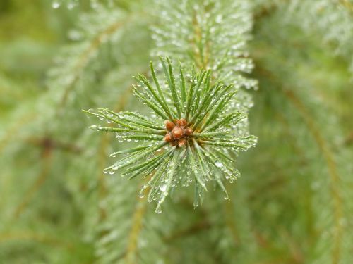 pine conifer close