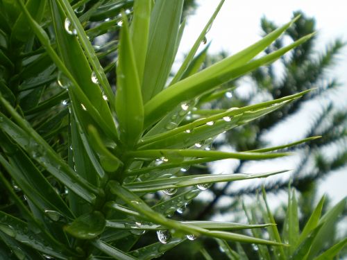 pine pine needles wet