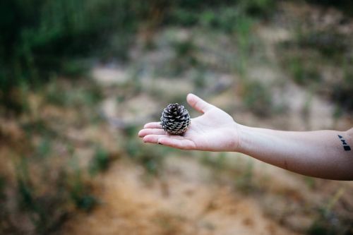 pine cone hand