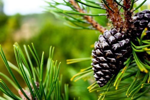 pine cone green