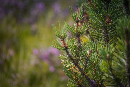 pine dwarf pine detail