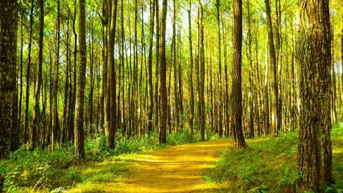 pine tree forest