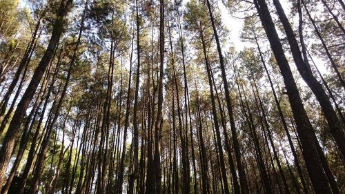 pine forest trees