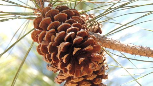 pine cone tree